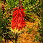 Fackellilie - Kniphofia