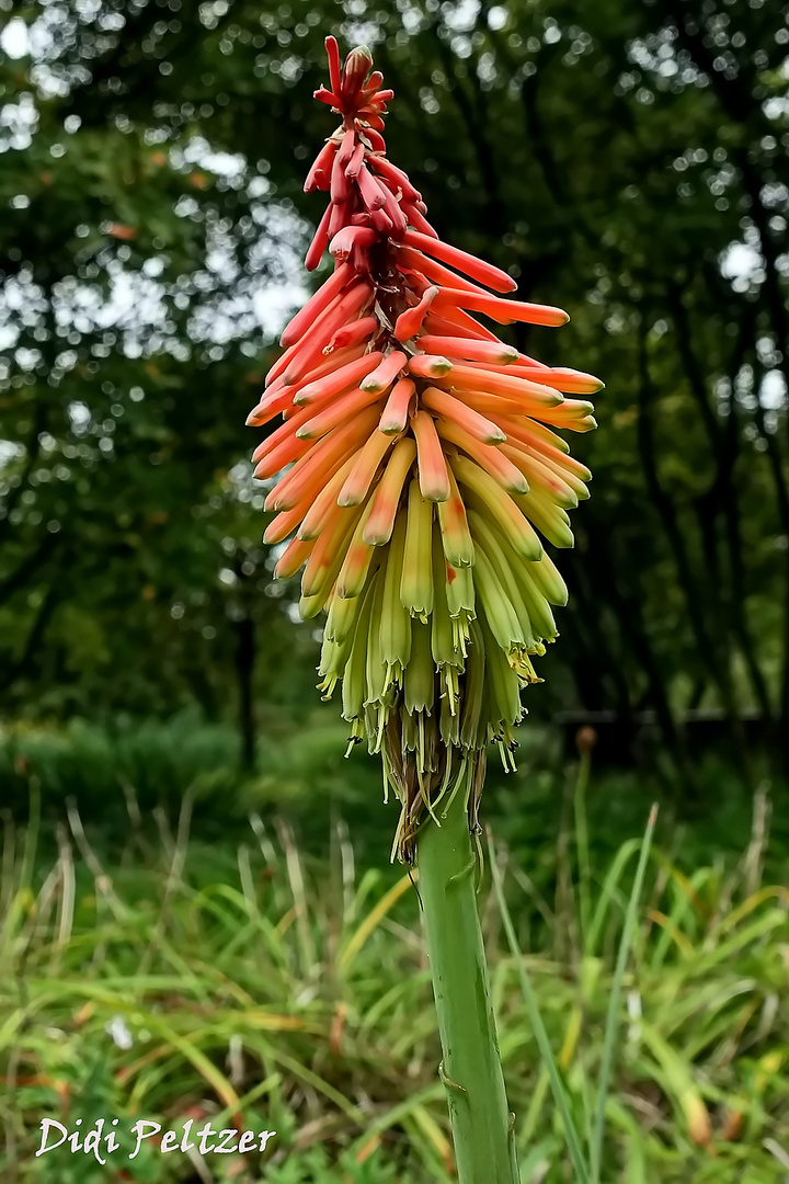 Fackellilie / Kniphofia hirsuta 'Fire Dance' ...