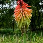 Fackellilie / Kniphofia hirsuta 'Fire Dance' ...