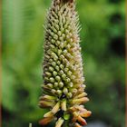 Fackellilie´-Kniphofia Hybr.