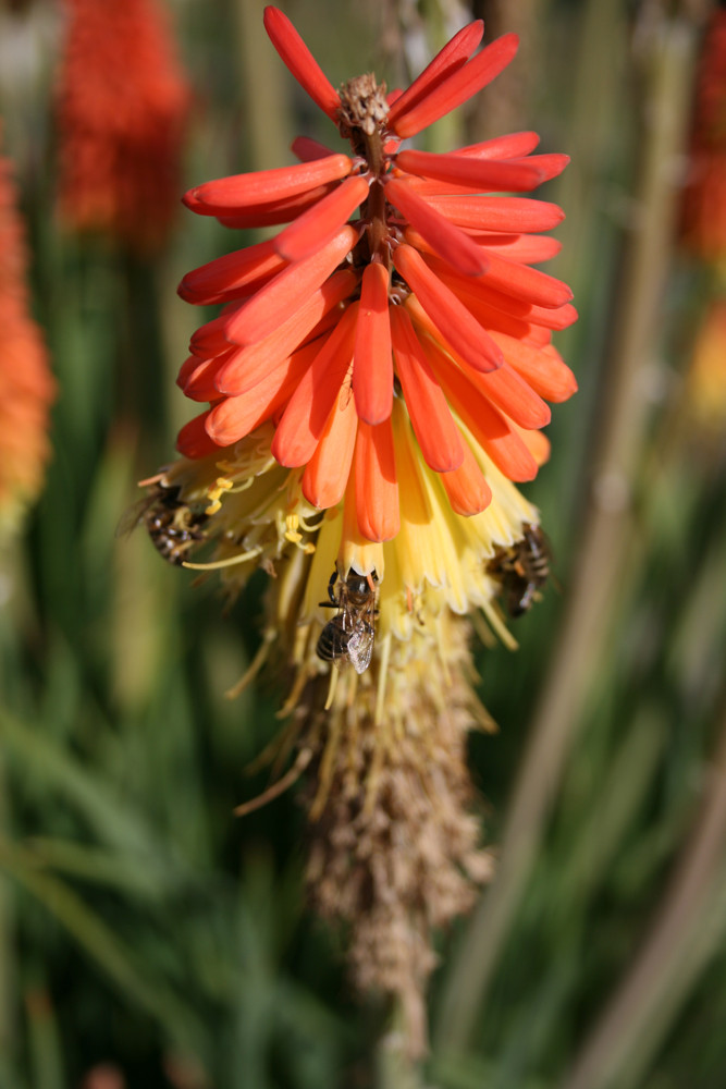 Fackellilie - Kniphofia uvaria