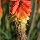 Fackellilie - Kniphofia uvaria