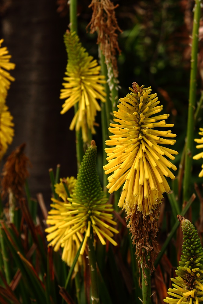 Fackellilie, Kniphopia