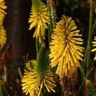 Fackellilie, Kniphopia