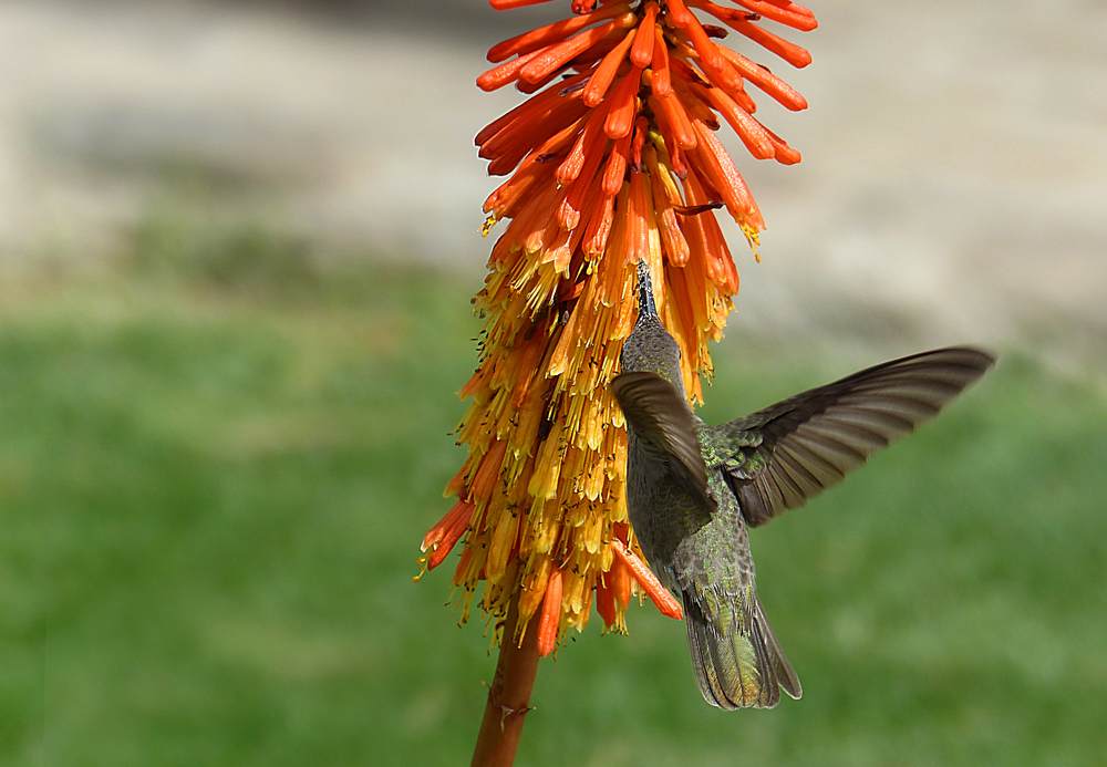 Fackellilie mit Kolibri