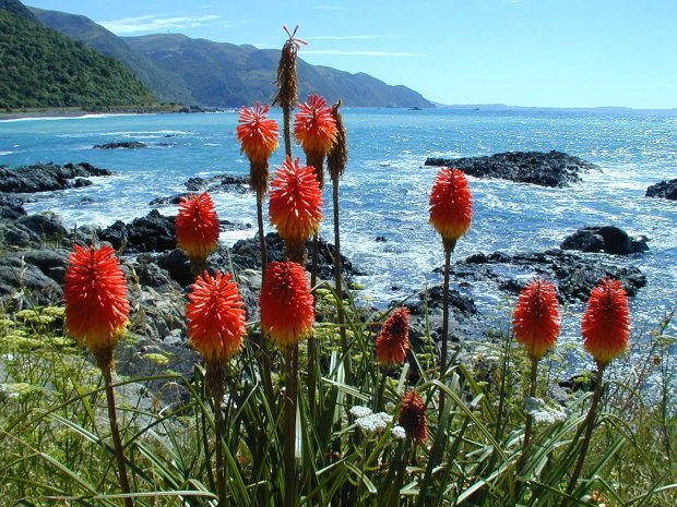 Fackellilien bei Kaikoura - Neuseeland