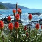 Fackellilien bei Kaikoura - Neuseeland