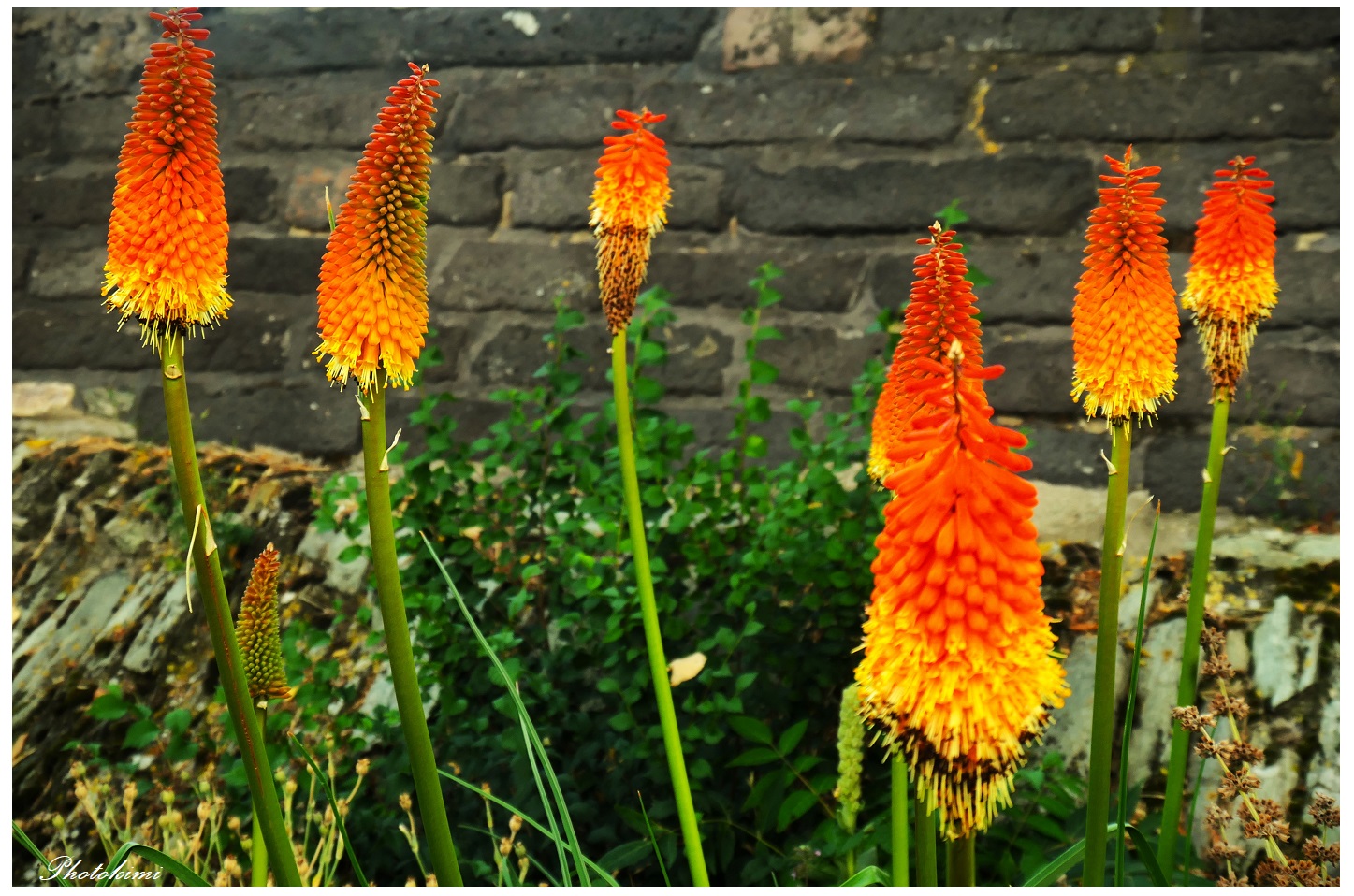 Fackellilien (Kniphofia)