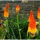 Fackellilien (Kniphofia)