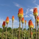 Fackellilien (Kniphofia uvaria) im Leverkusener Neulandpark 