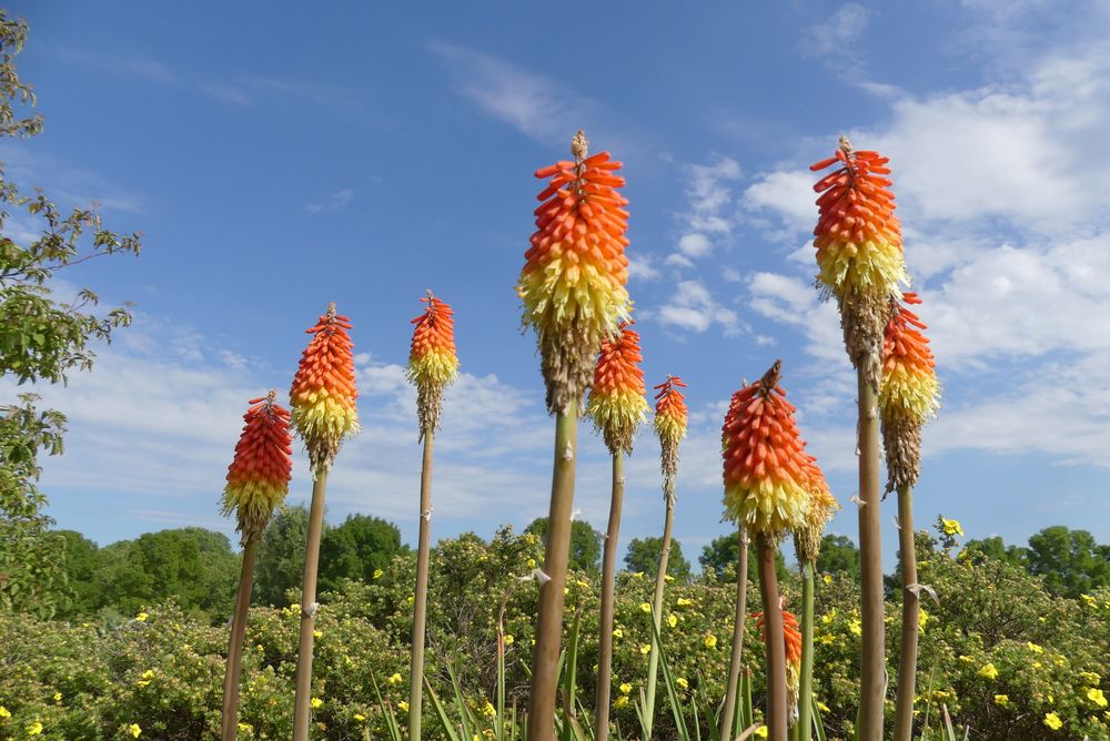 Fackellilien (Kniphofia uvaria) im Leverkusener Neulandpark 