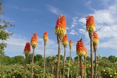 Fackellilien (Kniphofia uvaria) im Leverkusener Neulandpark 