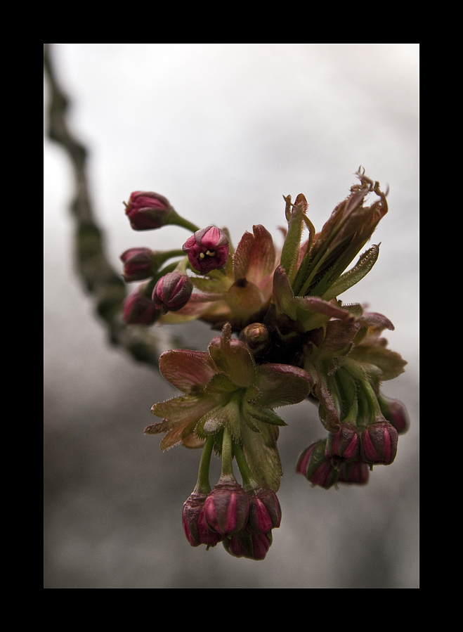 Fad wie der Frühling