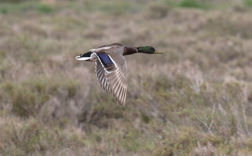 volando by TONI COSTA 