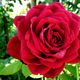 rote Rose