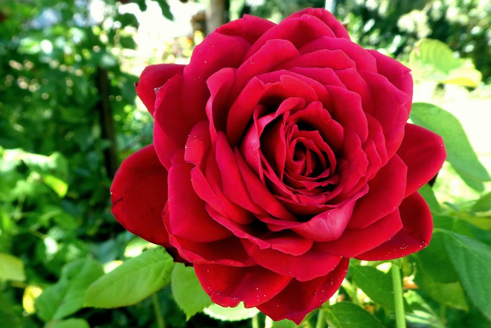 rote Rose - Bild & Foto von rosi60 aus 09 Natur - Liebe - Fotografie