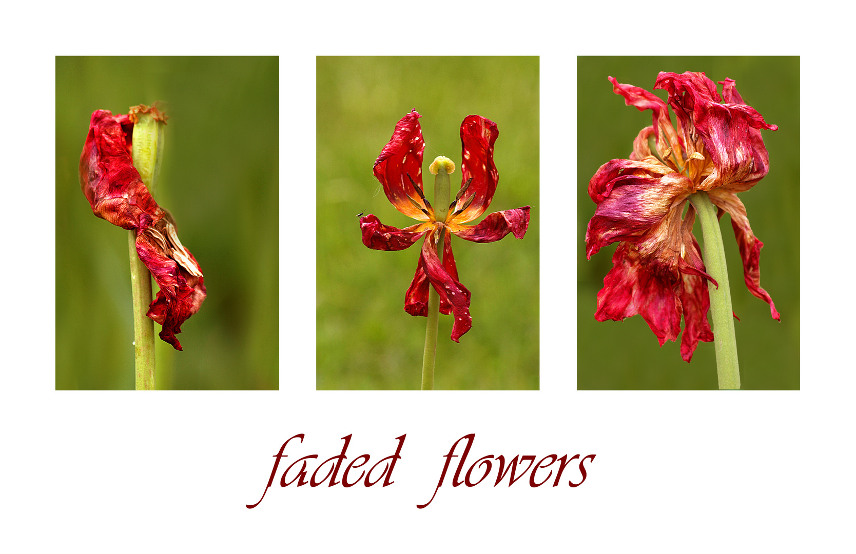 faded flowers