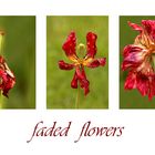 faded flowers