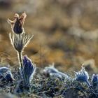 faded pulsatilla