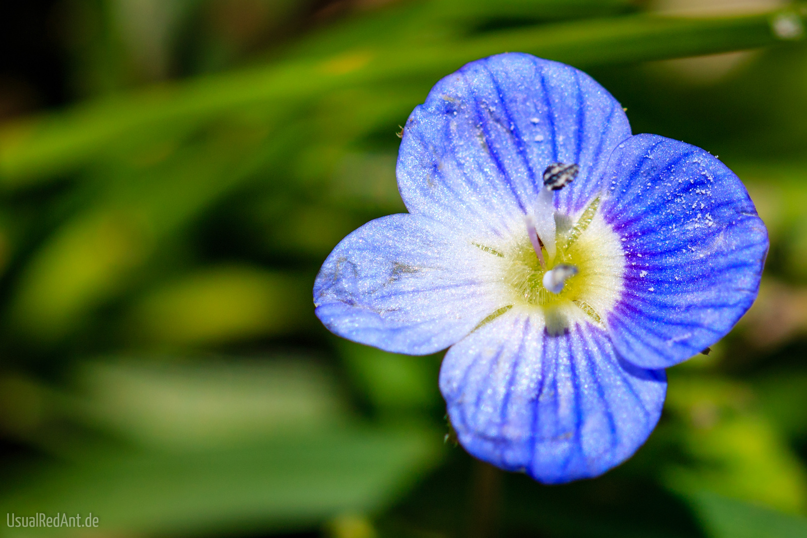 Faden-Ehrenpreis (Veronica filiformis)