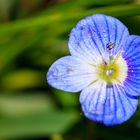 Faden-Ehrenpreis (Veronica filiformis)