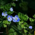 Faden-Ehrenpreis Veronica Filiformis (Wegerichgewächse)