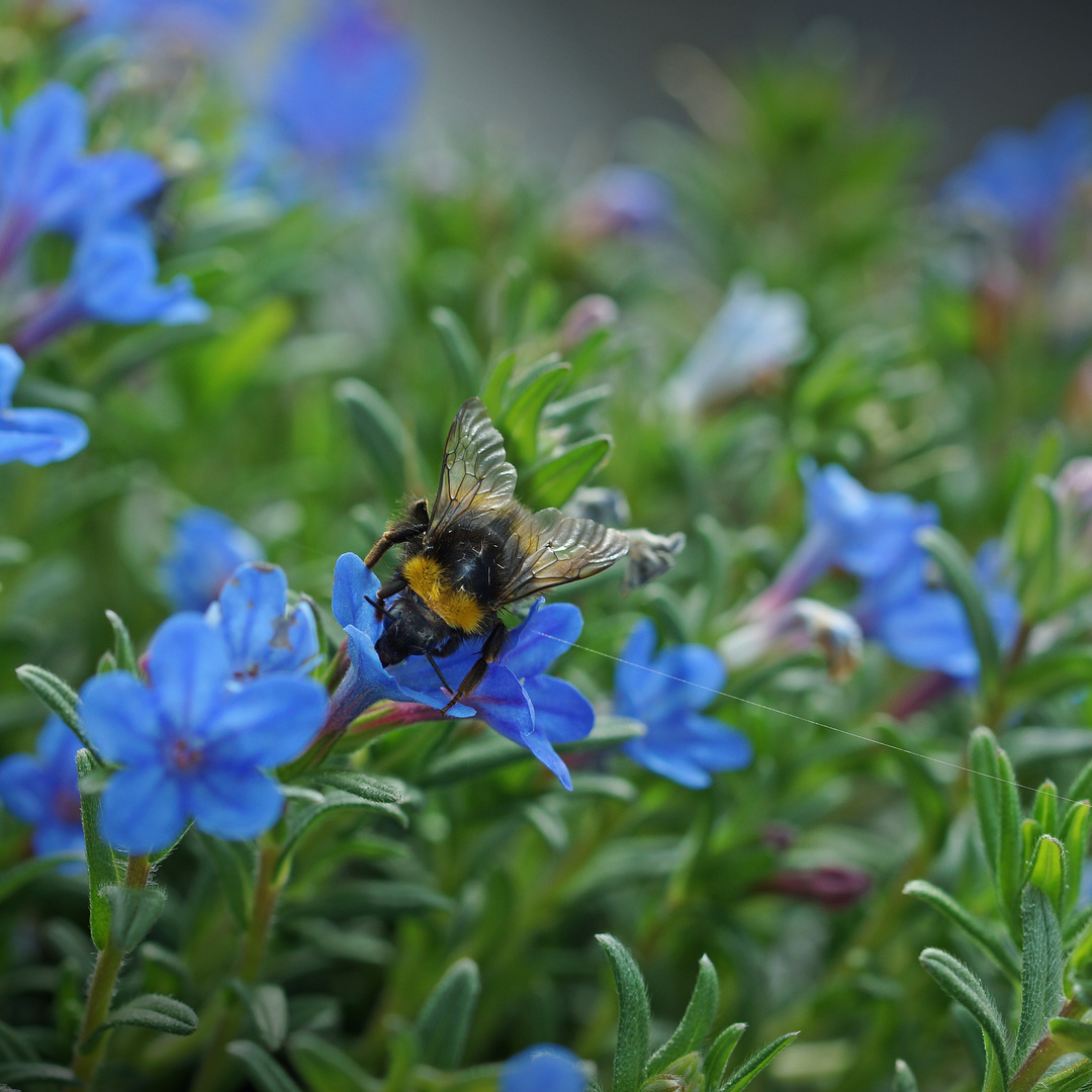 Faden spinnende Hummel ;-)))