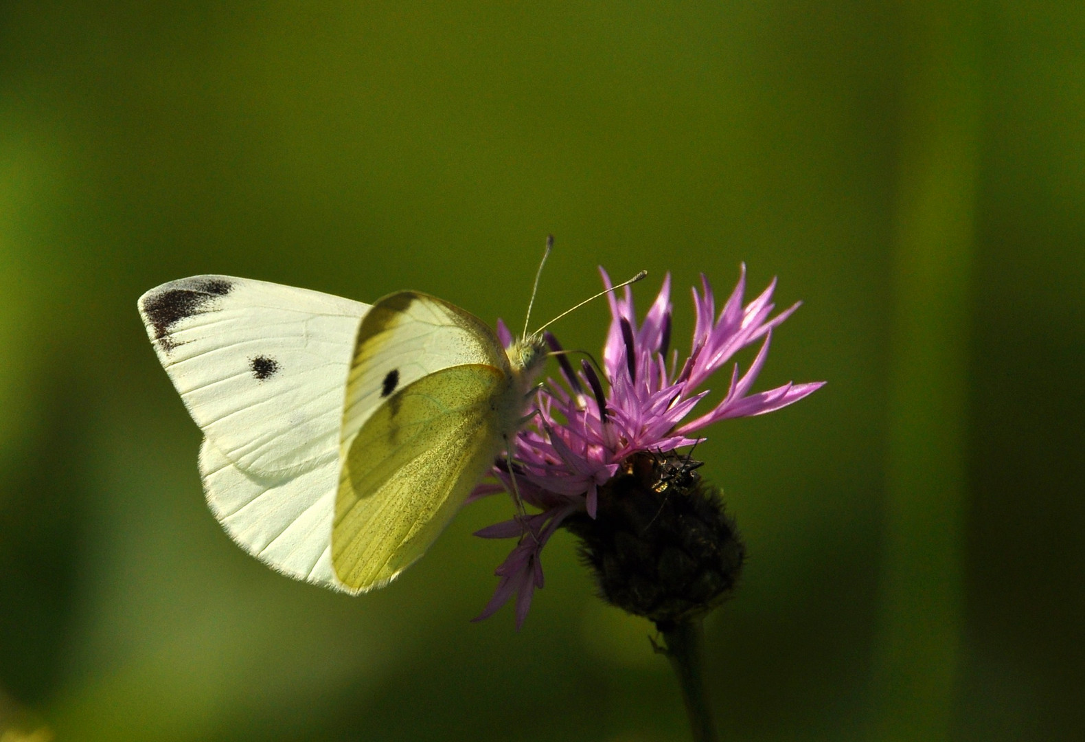 Fadenblume und Besuch