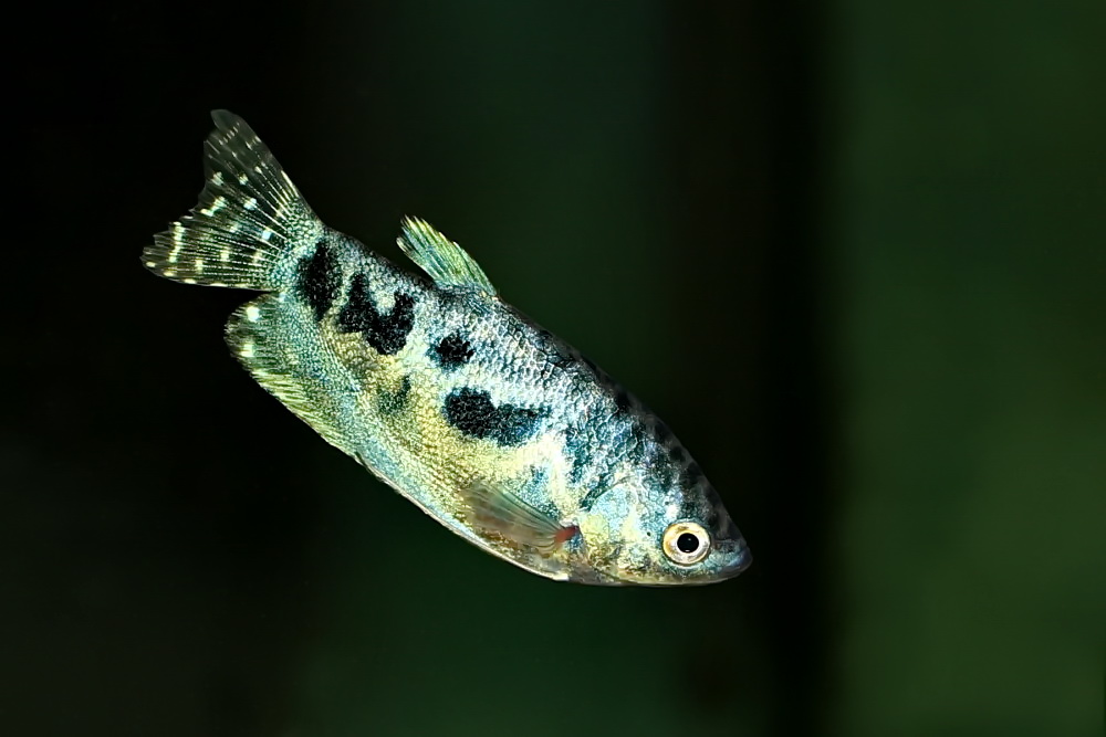 Fadenfisch im Aquarium