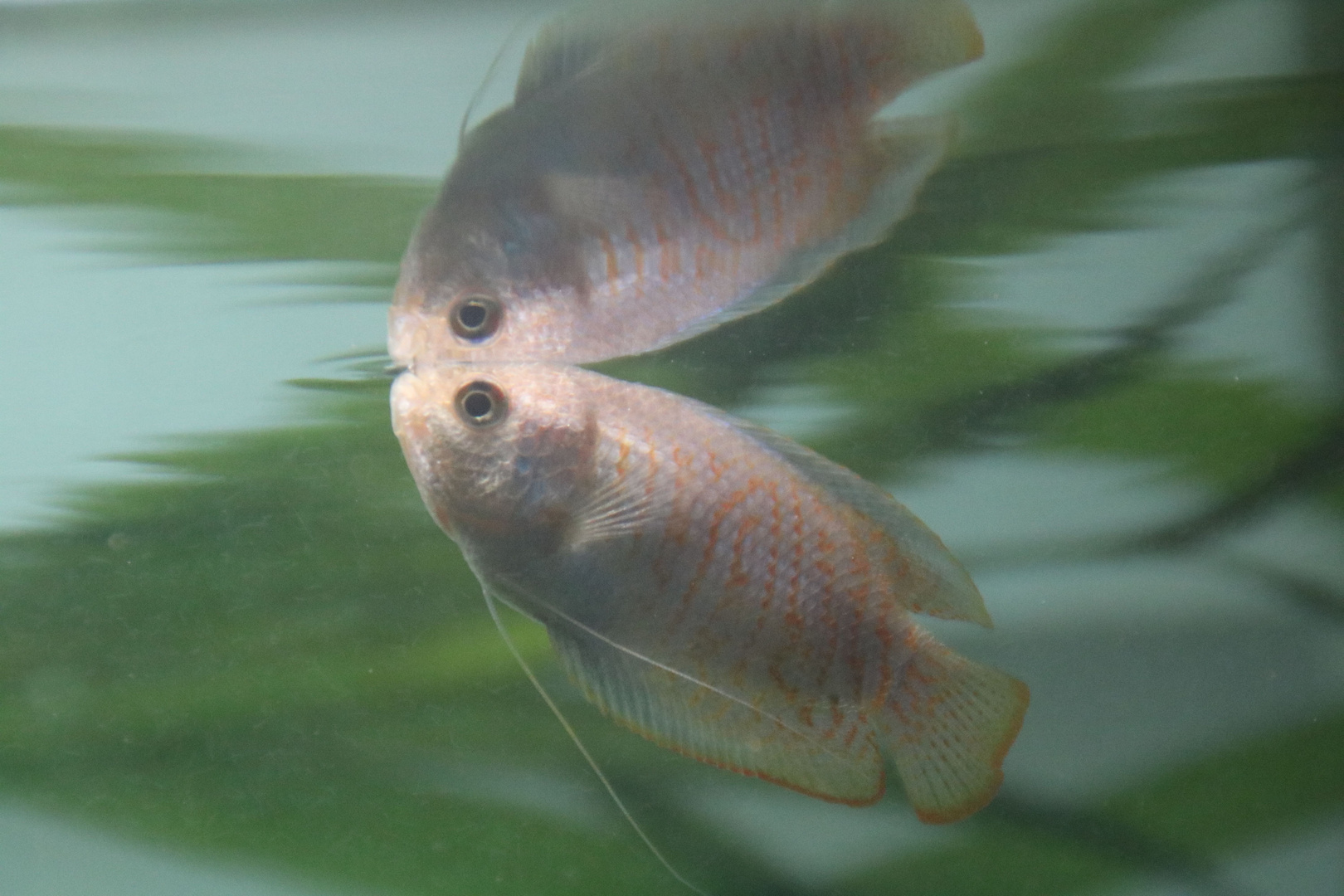 Fadenfisch im Spiegel