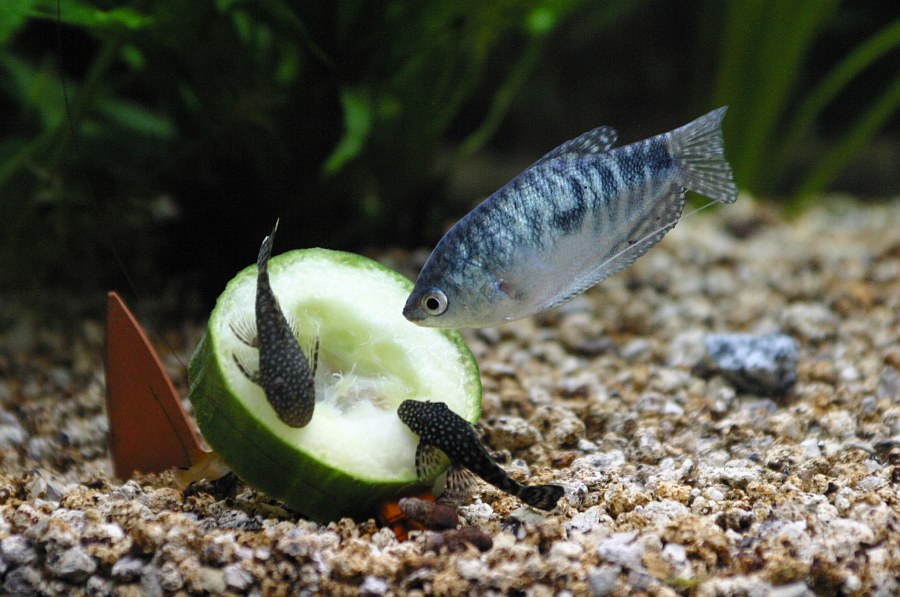 Fadenfisch und Ancystrus Welse auf einem Stück Gurke