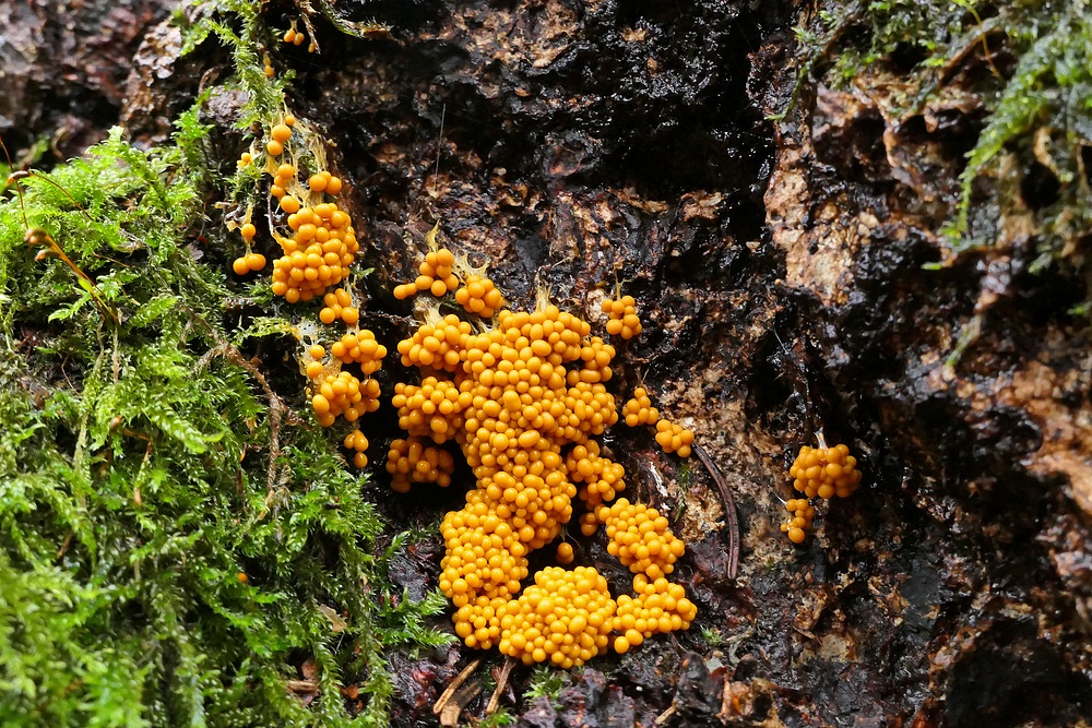 Fadenfruchtschleimpilz: Gleich zu Jahresbeginn ein Geschenk der Natur 03