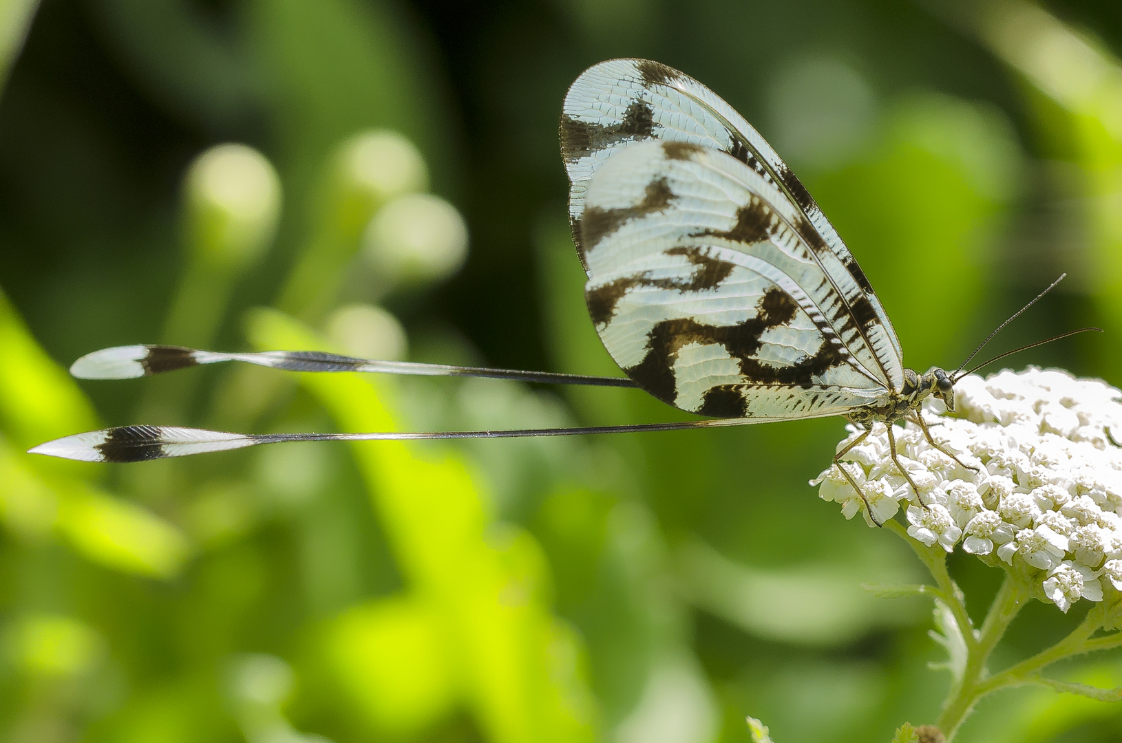 Fadenhaft (Nemophora sinnuata)