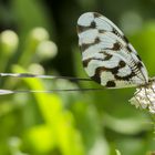 Fadenhaft (Nemophora sinnuata)