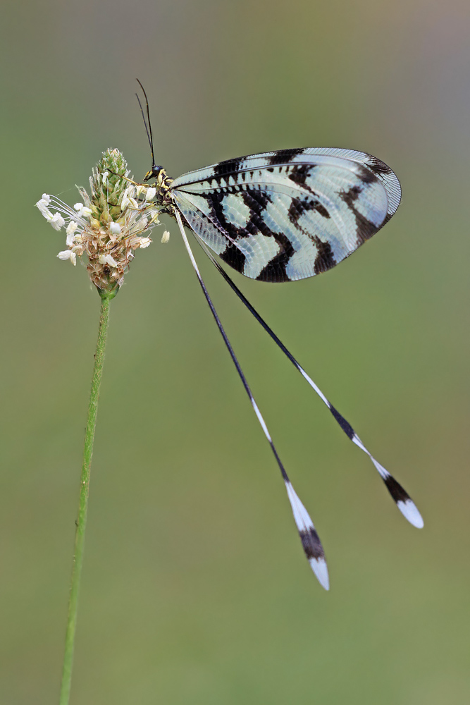 Fadenhaft Nemoptera Sinuata