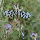 Fadenhafte; Nemoptera Sinuata Olivier