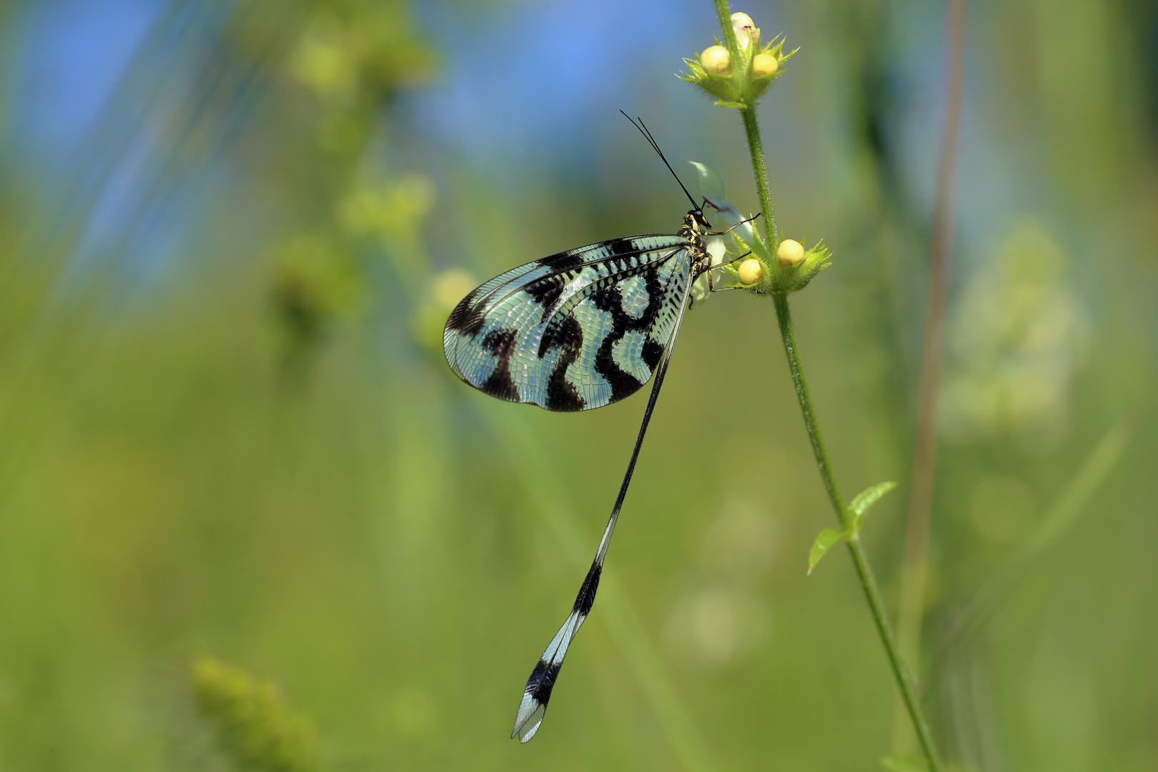 Fadenhafte - weder Schmetterling noch Libelle