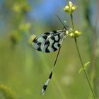 Fadenhafte - weder Schmetterling noch Libelle