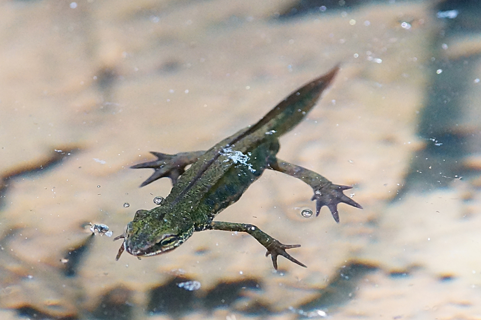 Fadenmolch - Lissotriton helveticus (M)