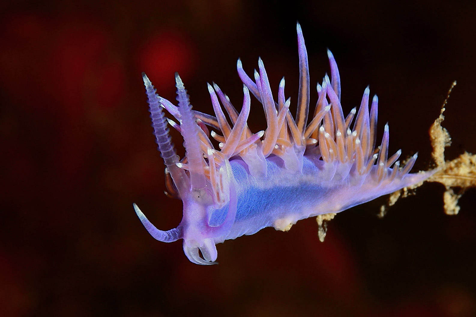 Fadenschnecke Flabellina Insel Elba