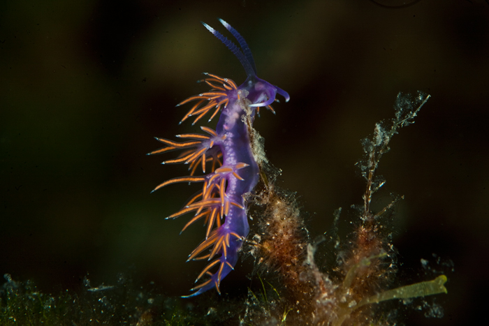 Fadenschnecke - Flabellina pedata