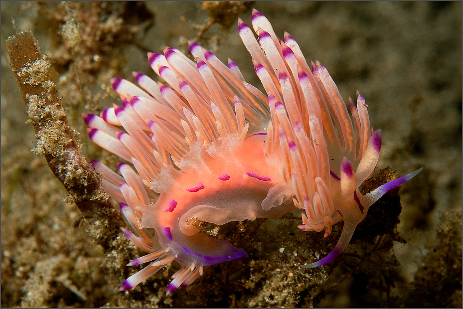 Fadenschnecke - Flabellina rubrolineata