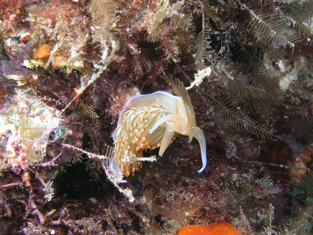 Fadenschnecke Spanien 2005