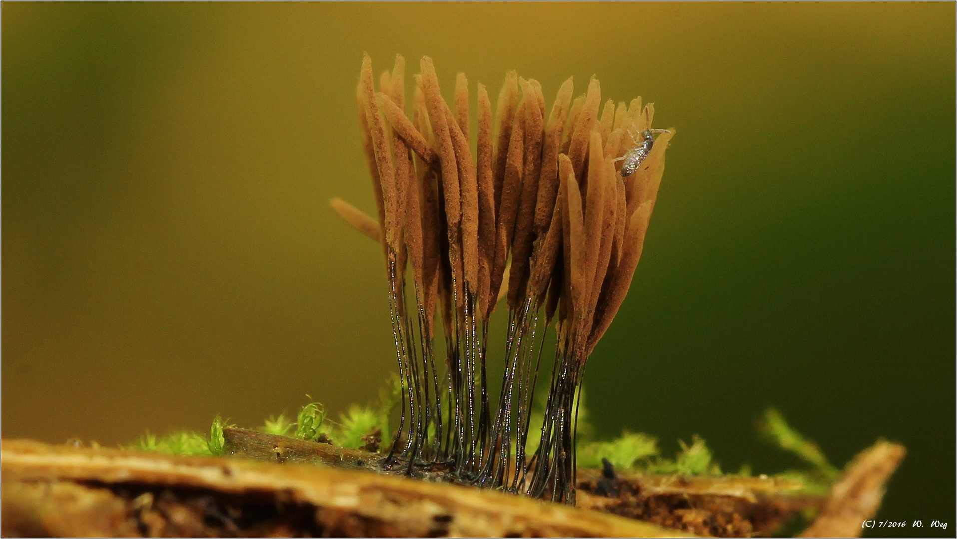 Fadenstäbchen (Stemoniten axifera)