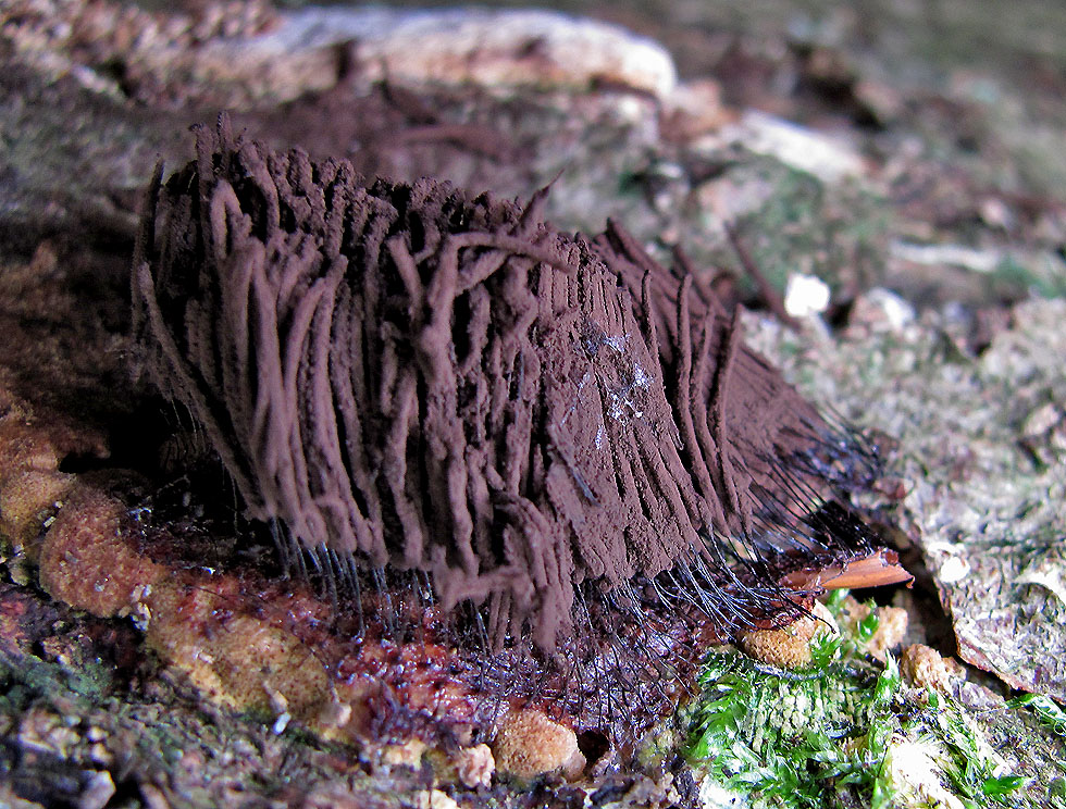 "Fadenstäubchen" ein Plasmodium, wie es