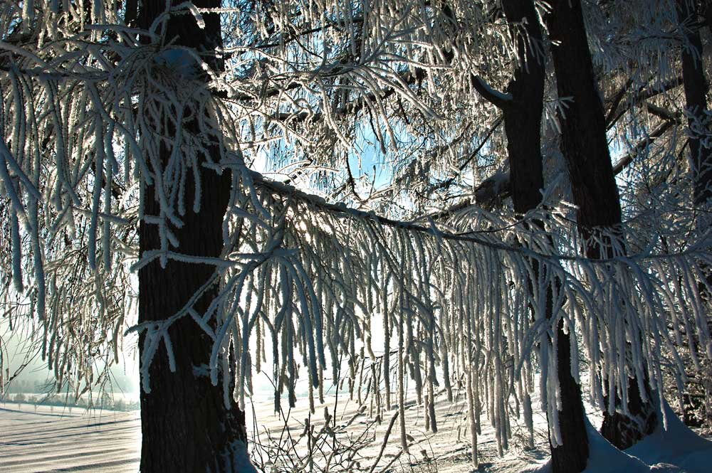 Fadenvorhang im Winter