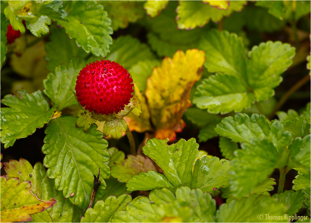 Fades Ding !!! Indische Scheinerdbeere (Potentilla indica).