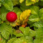 Fades Ding !!! Indische Scheinerdbeere (Potentilla indica).