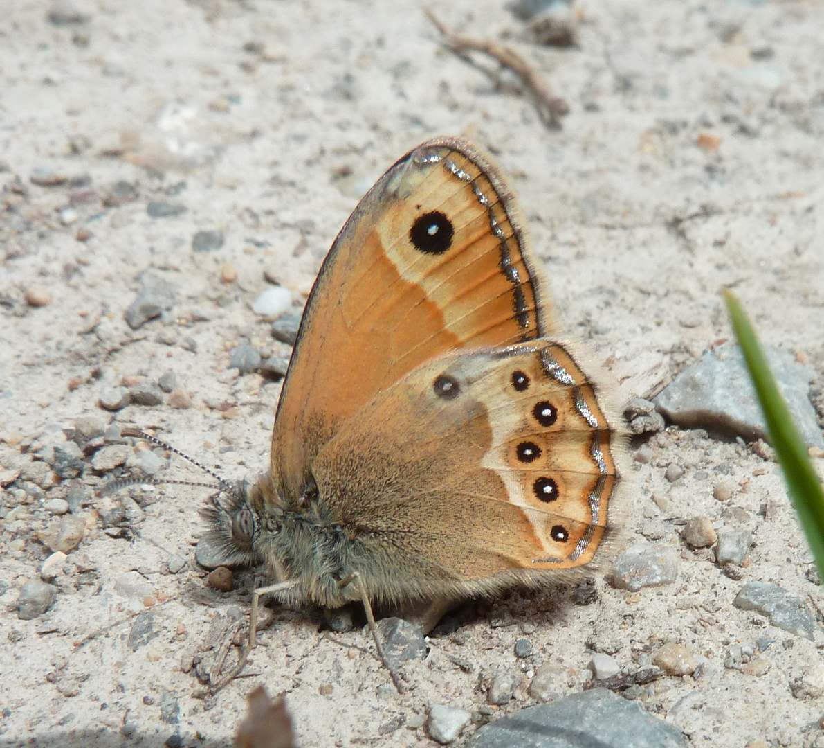 Fadet des garrigues