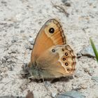 Fadet des garrigues